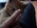 Chicho terremoto gatito