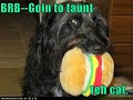 vERY fUNNY dOGS 10