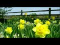 Mormon History: Nauvoo - LDS Mormon History: Nauvoo - LDS