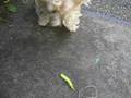 videos de Caterpillar Attack!