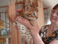 kelty TAJAS MY BENGAL KITTEN kelty TAJAS MY BENGAL KITTEN
