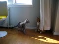 Ghost Cat