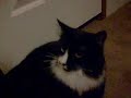 Bootsie on the move