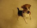 My 2-year-old beagle Spock goes through some tricks: sit, lie down, crawl, roll over, beg, back up. He also shows off his newest trick, playing dead when he is 