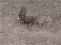 Buizerd gaat als een dolleman tekeer Buizerd gaat als een dolleman tekeer