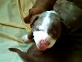 pitbull puppies