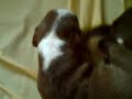 pitbull puppies