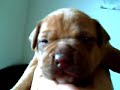 pitbull puppies