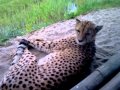 Cheetah van dichtbij in Zoo Parc Overloon