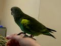 Parrot (Meyer's) 2