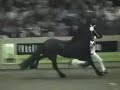 KFPS Friesian Stallion Wierd 409