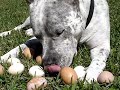 PitBull and Easter Eggs!