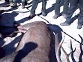 Ver vídeo