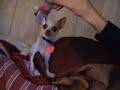 Doogle, the 4 pound Chihuahua Doogle, the 4 pound Chihuahua