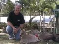 Turkey stealing my camera time!