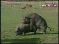 Real time LIVE TV news bloopers