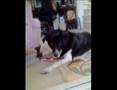 Talented-Dog-squeaki