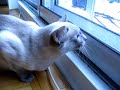le-cri-du-chatchouette.html