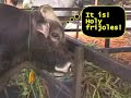 El Torero Gringo