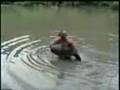 Catfish Noodling Video