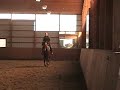 dutch horse Westchester SOLD