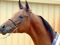 2007 Purebred Arabian Gelding Horse of the Year