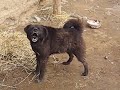 Rabid dog in Ganjia grasslands ancient village