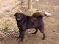 Rabid dog in Ganjia grasslands ancient village