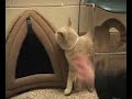 Adopt a Cat \" Bruno\" MSPCA Springfield Adopt a Cat \" Bruno\" MSPCA Springfield