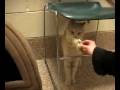 Adopt a Cat  Bruno MSPCA Springfield