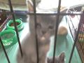 videos de PGAH 'Monkey Cats'