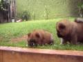 videos de Puppies AYRAN HONG CHOW CHOWS out of THUNDER and TESS