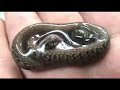 i was able to video my second protobothrops jerdonii xanthomelas giving birth.