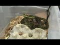 i was able to video my second protobothrops jerdonii xanthomelas giving birth.