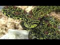 i was able to video my second protobothrops jerdonii xanthomelas giving birth.