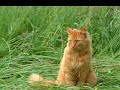 Strangers Like Me~Firepaw(speaking to Bluestar and Sandpaw) Strangers Like Me~Firepaw(speaking to Bluestar and Sandpaw)
