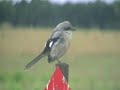 Pie-gri�che grise (Lanius excubitor )