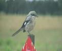 Pie-grièche grise (Lanius excubitor )