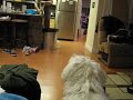 Appa Doesn't Like the Blender