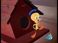 Piolin y silvestre-El Malvado Lindo Gatito Piolin y silvestre-El Malvado Lindo Gatito