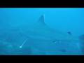 Scuba Diving Hawaii, Fiji, & Australia - sharks, clown fish, octopus, turtles, and eels!