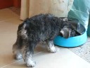 Sa Sa eating