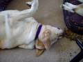Sadie steals Kishka's food.mov