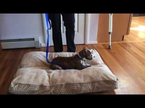 how to train bull terrier