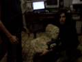 videos de Il ritorno del Pelatzu