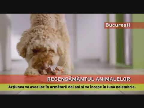 Începe recensământul animalelor de companie, în București