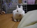 ????????????????? rabbit dreaming of foods?2008/06/30 ????????????????? rabbit dreaming of foods?2008/06/30
