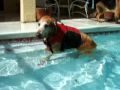 Pool time for Jake