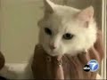 ALLERCA Hypoallergenic Cat - ABC7 Los Angeles
