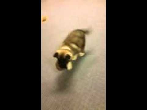 Kobi super nice puppy